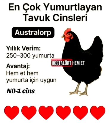 Перепелки: Курица, Australop, Для мяса