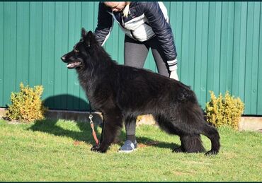 İtlər: Alman çoban iti, 2 ay, Erkek, Sənədli, Pulsuz çatdırılma — 24