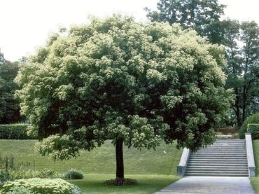 декоративные растения: Эводия Даниэля Медоносное дерево. көчөттөрү сатылат. Саженцы в