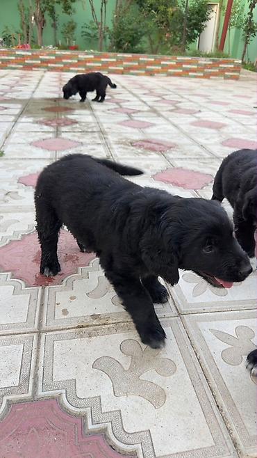 balaca cins itler: Labrador-retriver, 2 ay, Dişi, Ödənişli çatdırılma — 4