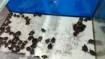 Akvariumlar: Tısbağalar məhdud sayda qalib