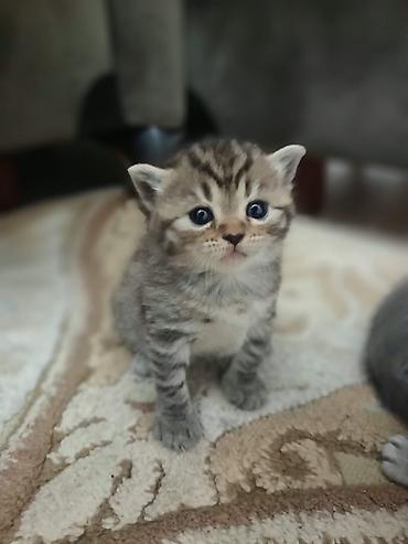 Pişiklər: Şotland, Erkək, Dişi — 5