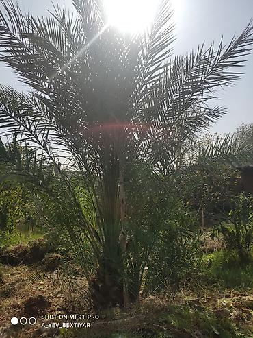 yasəmən agaci: Xurma (xurma xurması) palm ağacı - Növ: Phoenix dactylifera (xurma — 3