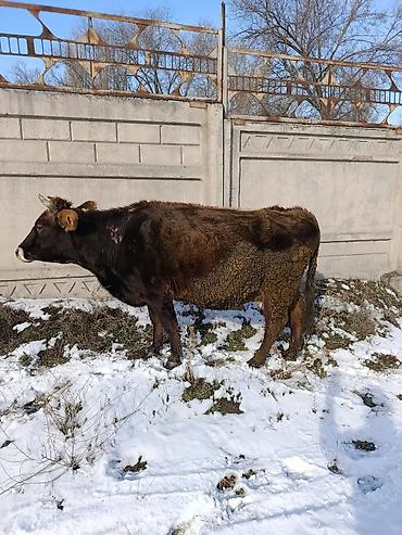 Коровы, быки: Продаю | Корова (самка) | Для молока — 25