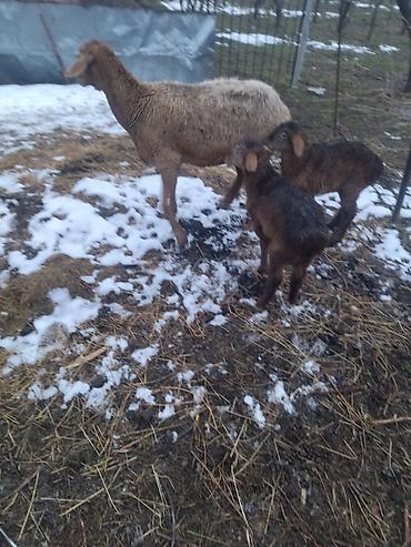 Баран, овца: Продаю | Овца (самка) | Для разведения at lalafo.kg — 7 Баран, овца: Продаю | Овца (самка) | Для разведения — 7