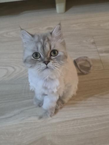 Pişiklər: Britan, Dişi, Yaxşı əllərə, Ünvandan götürmə — 5