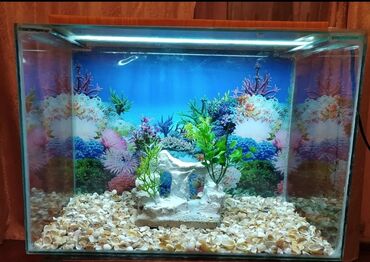 Akvariumlar: Akvarium balıqları aksesuarlar yem tor işıq — 4