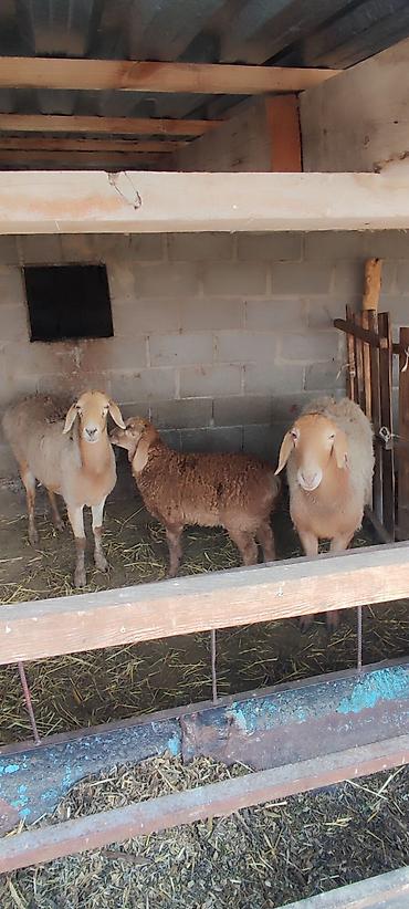 Баран, овца: Продаю | Овца (самка) | Арашан | Для разведения | Матка — 6