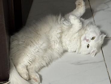 скоттиш фолд: Скотиш Фолд (Шотландская вислоухая), 3 года, Девочка, Белый, Кастрирована, Приучена к лотку, Проглистована — 5