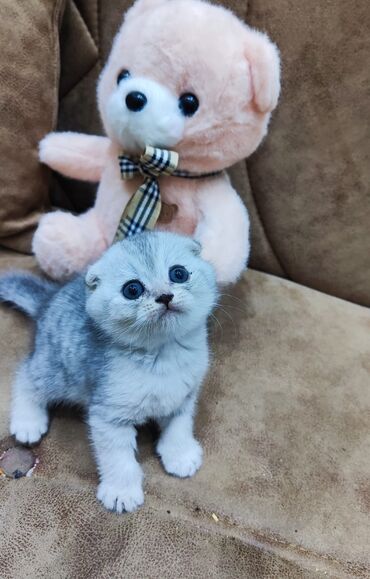 Pişiklər: Şotland yastı qulaq, Erkək, Dişi, Yaxşı əllərə, Ünvandan götürmə, Pulsuz çatdırılma, Ödənişli çatdırılma — 5