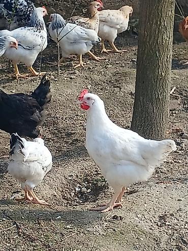 Toyuqlar: ‼️ Təcili Satılır ‼️ 53 ədəd tam sağlam 4.ay yarımlıq colpalar — 2