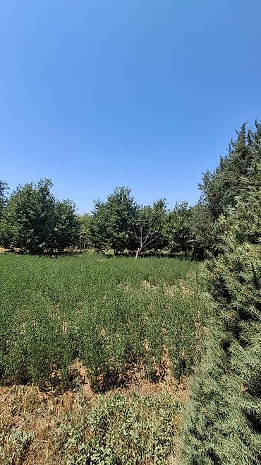 Продажа коттеджей и домов: Продаётся дом с большим участком в Сокулукском районе, в селе — 4