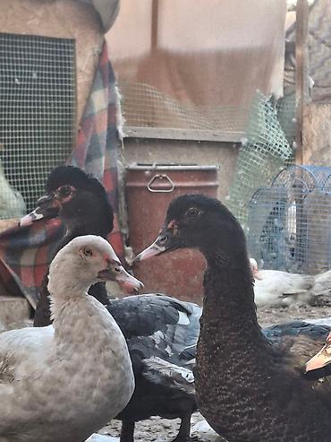 Другие с/х животные: Мускусные утки (индоутки),Тяжёлая Линия. Окрасы Лаванда, Голубой — 7