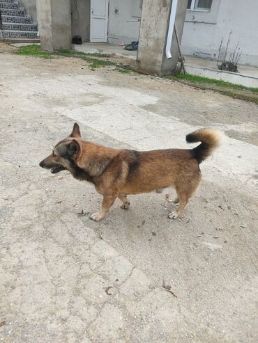 İtlər: Zvonok, 1 il, Erkek -da lalafo.az — 4 İtlər: Zvonok, 1 il, Erkek — 4