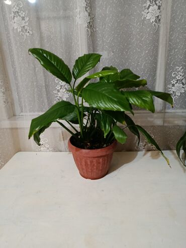 мебель бишкек столы и стулья фото цены: Спатифиллум (Spathiphyllum) в горшке. - Компактный куст с крупными