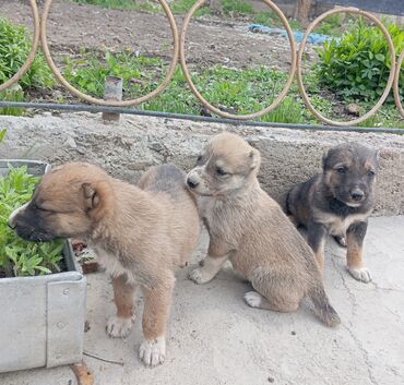 Продажа собак: Алабай, 1 месяц, Самец