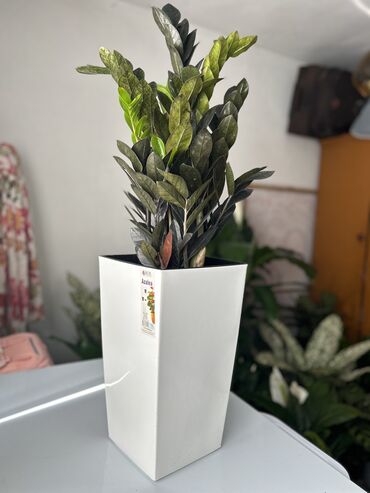 дер тошок: Замиокулькас в наличии 🤩🤩
70 см
