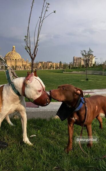 cixuaxua satilir: Pitbul, 11 ay, Erkek