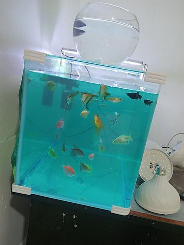 akvarium baliqlari satisi: Akvaryum komplekti – şüşə akvarium və müxtəlif rəngli tropik balıqlar — 2