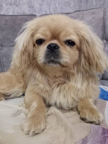 ev itlər: Pekines, 1 il, Dişi, Peyvəndli, Ünvandan götürmə