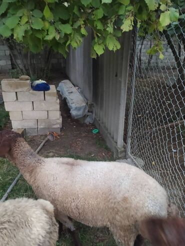 Digər kənd təsərrüfatı heyvanları: Dişi, Qala, il: 1, Damazlıq, Ətlik