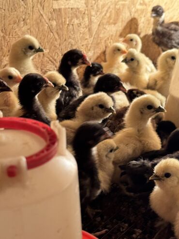 цыпленок страуса цена: 🐣Продаю декоративные карликовые породы кур и петухов! Отличные