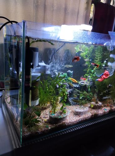 вкусная рыба в бишкеке: Срочно продаю аквариум полный комплект а также рыбки в комплект