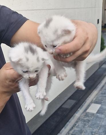 Мышыктар: Котята от домашней кошки Торг имеется при встрече - Порода/тип — 2