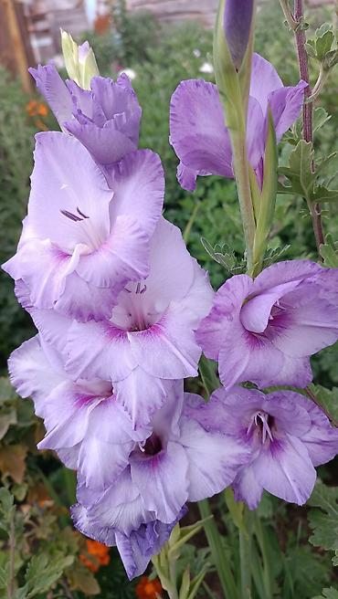 Другие садовые цветы и кустарники: Гладиолусы — срезочные и садовые сорта, показанные на фото: - — 4