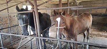Лошади, кони: Продаю | Кобыла (самка) | Рабочий — 2