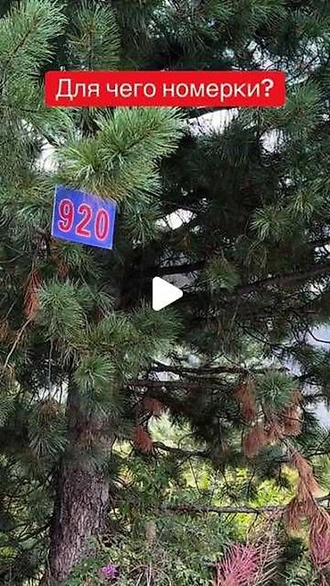 Декоративные деревья: Саженцы деревьев: Ели — 19