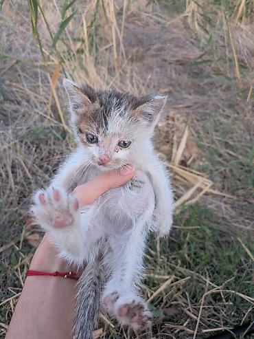 кошк: Мышык бекер берилет: Породасыз, 1 айлык, Эркек — 1