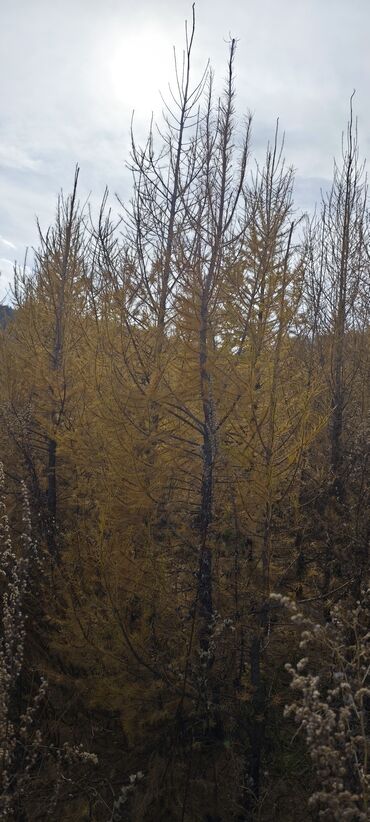 Декоративные деревья: Саженцы деревьев: Ели — 8