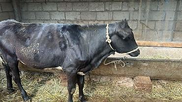 Коровы, быки: Продаю | Тёлка | Симментальская | На забой, Для разведения, Для молока | Племенные, Не стельные, Искусственник — 7