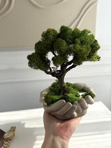 Декоративные цветы: Деревья-бонсай из натурального стабилизированного мха🌳 -это — 57