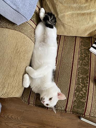 приют кошек: Кошка даром: Беспородная, 2 года, Девочка, Кастрирована, Приучена к лотку, Проглистована — 1