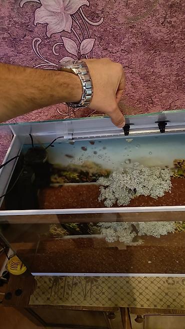 100 l akvarium: Akvaryum komplekti en 60.uzun 40. dərinlik 30 isdeyen olsa endirim — 2