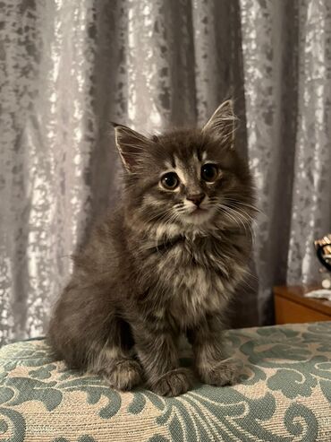 гималайская кошка: Мейн-куны. Котята 2 месяца.Мальчики котята очень
