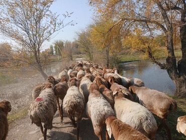 купить кролик декоративный: Продаю | Овца (самка) | Полукровка, Арашан | Для разведения | Матка at lalafo.kg купить кролик декоративный: Продаю | Овца (самка) | Полукровка, Арашан | Для разведения | Матка