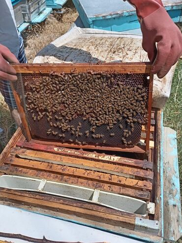 Bal: Tam təbii xalis bal 🍯 Meşə balı-30₼ Çiçək bali-30₼ Dağ qarışıq — 7