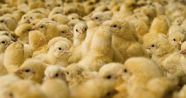 Продаю Яйцо инкубационное Бройлер и цеплят
