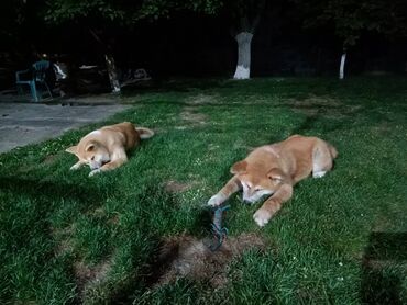 Psi: Stenci Akita Inu (Japanska Akita) stari cetiri meseca, vakcinisani i — 5