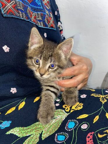 приюты для животных: Отдам в добрые и заботливые руки котенка мальчикаигривый шустрый