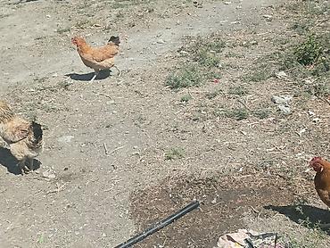 cins toyuqlarin satisi: Salam kənd yumurtası satılır.2-3 gündən bir yumurta olur.Həyətdə — 5