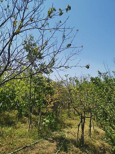 estel sumqayit: 7 sot, Kənd təsərrüfatı, Mülkiyyətçi, Kupça (Çıxarış) — 4
