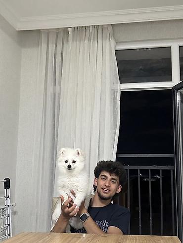 İtlər: Şpitz, 10 ay, Erkək, Peyvəndli — 2