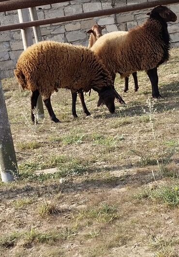 Qoyunlar, qoçlar: Qoyunların üçüdə erkəydi ikisi 35 kilodan çox çəki verir biri isə 40 -da lalafo.az — 1 Qoyunlar, qoçlar: Qoyunların üçüdə erkəydi ikisi 35 kilodan çox çəki verir biri isə 40 — 1