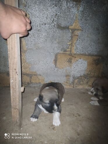 İtlər: Qurdbasar, 1 ay, Erkek, Ünvandan götürmə