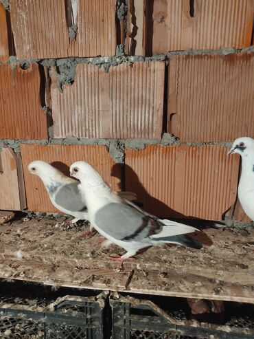 сколько стоит маленький котёнок: Salam satılır cütünun qiyməti 50 manatdır ünvandan götürmə ödənişli