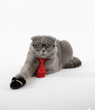 объявления о найденных животных: Шотландская вислоухая кошка (Scottish Fold), окрас: сплошной голубой